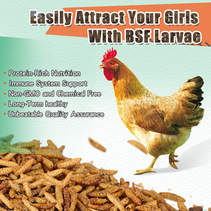 LuckyQworms Dried Black Solidier Fly Larvae 22LBS, High-Protein BSF Larvae Chicken Treats Non-GMO BSFL for Chickens, Hens, Ducks, Wild Birds